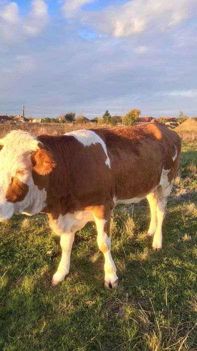 Vaca gestanta 5 luni