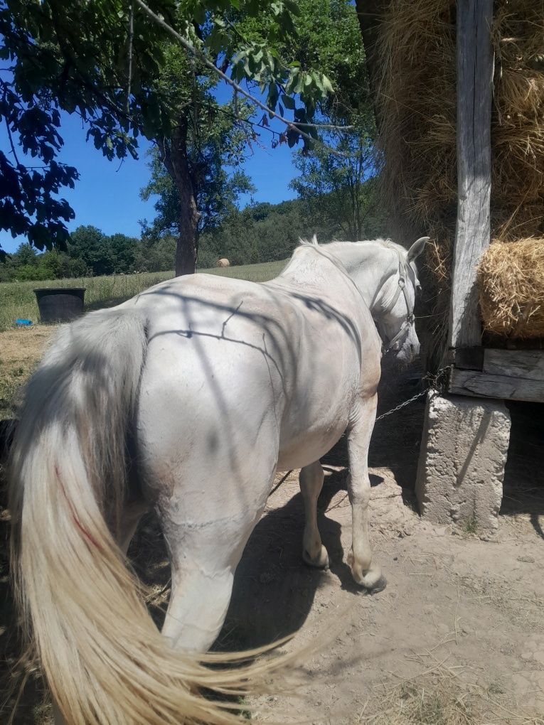 Iapa de  vanzare