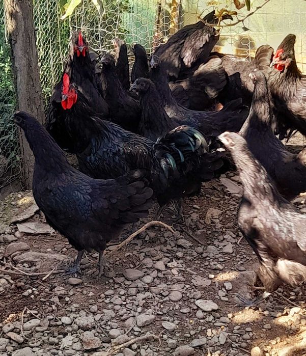 Găini tinere de vânzare