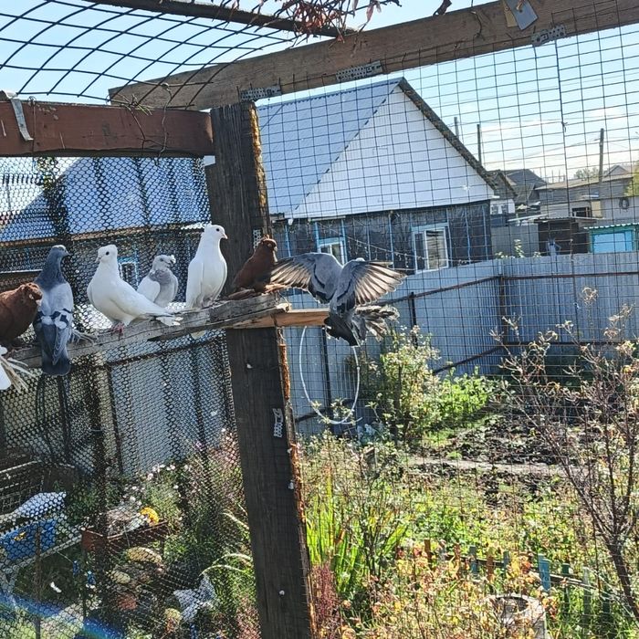 Продам голубей разных оптом дешевле