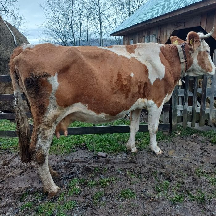 Vand vaca baltata la garantie