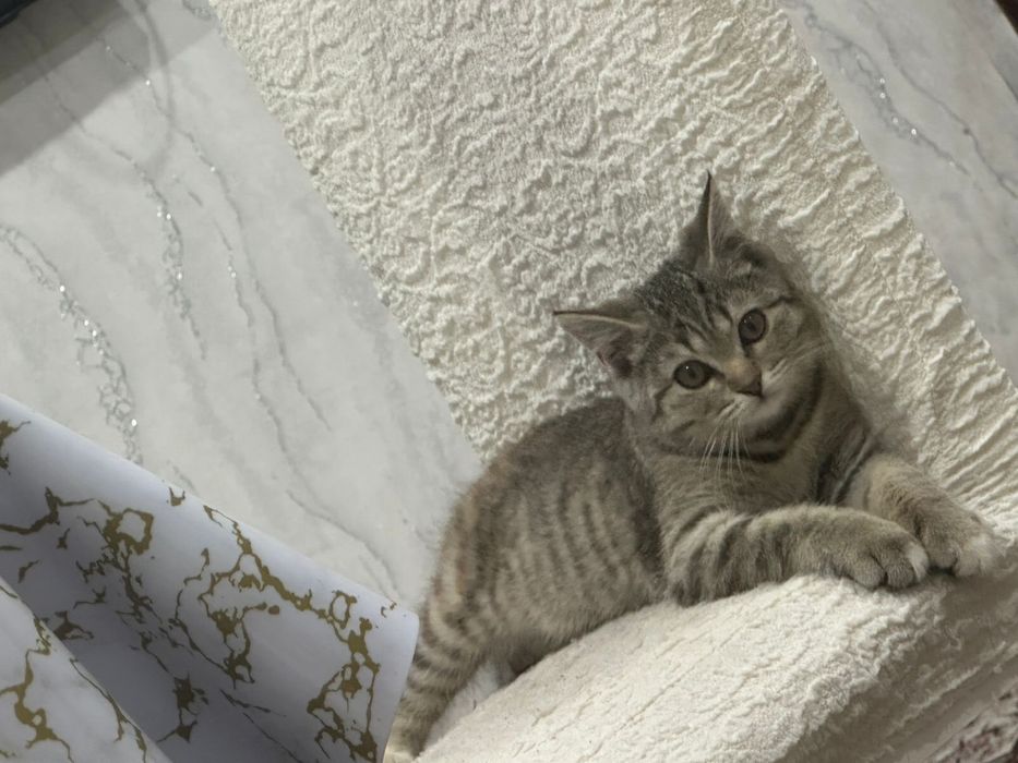 Котенок 3 месяца