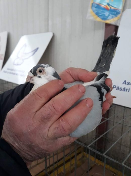 Vând Porumbei jucatori