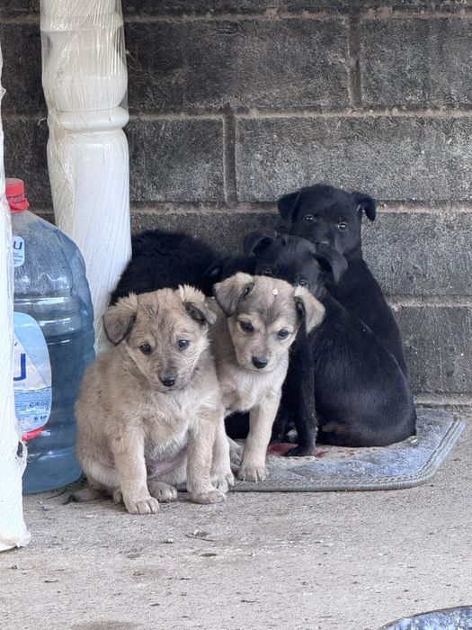 Щенята-күшіктер в добрые руки
