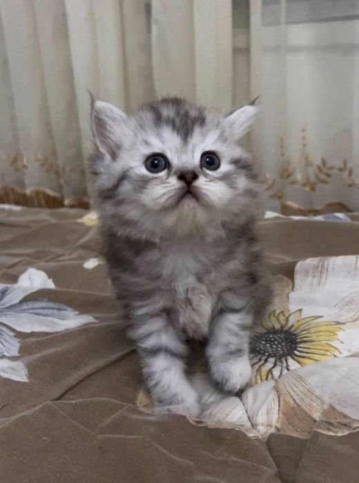 Scottish straigth mushuk.Шотландская стрейтовая кошка