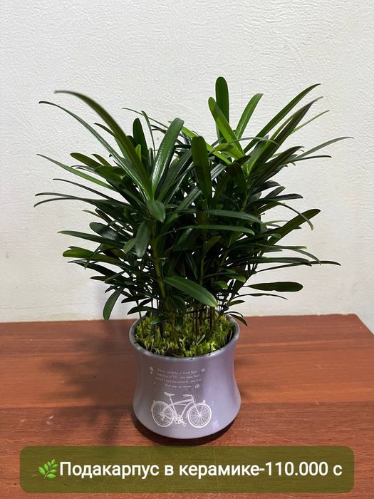 Сизигиум, Подакарпус Хамедорея и др  комнатные растения