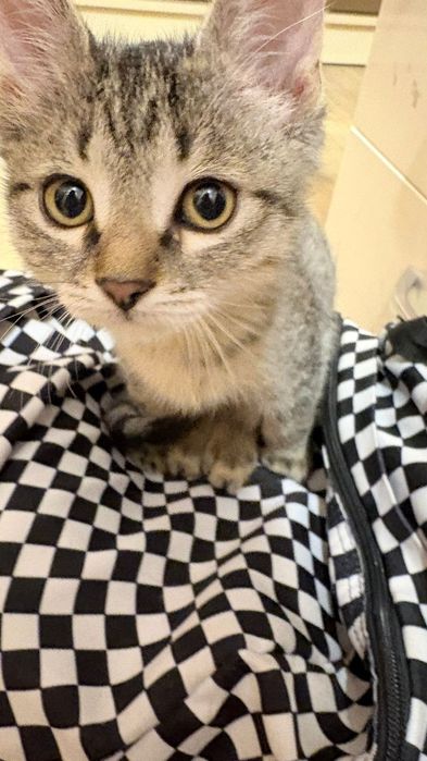 Котёнок ищет дом