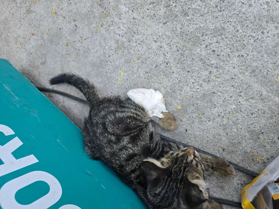 Котёнок маленький