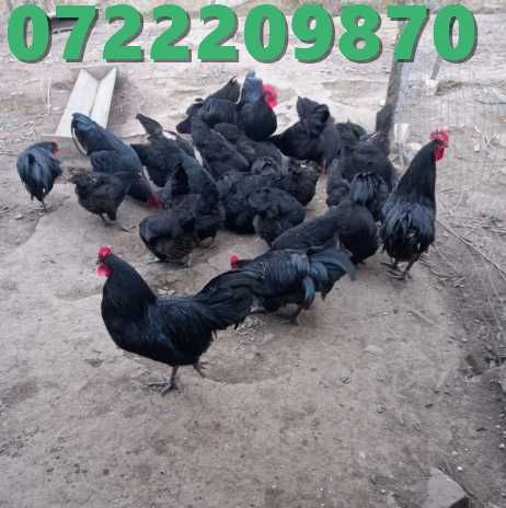 oua pentru incubat rasa australorp /oua australorp / pui australorp
