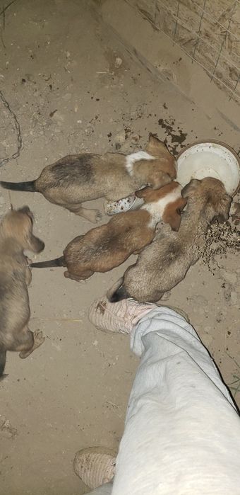 Domez catei 2 fete si 4 baieti