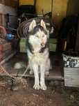 Donez caine husky Siberian