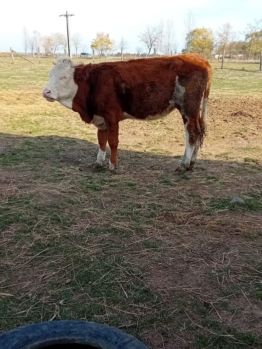 Vand vacă cu vițea și junincă