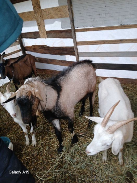 Vant tap de rasa 1 an