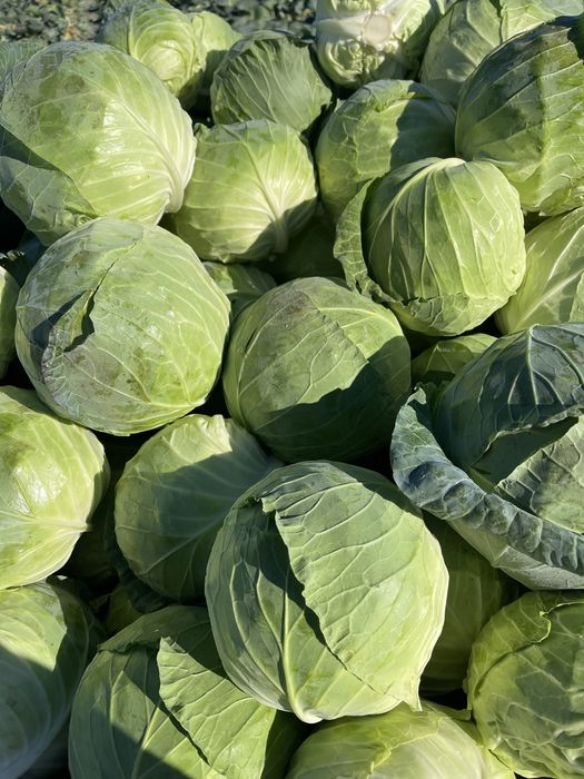 Varza pentru murat !