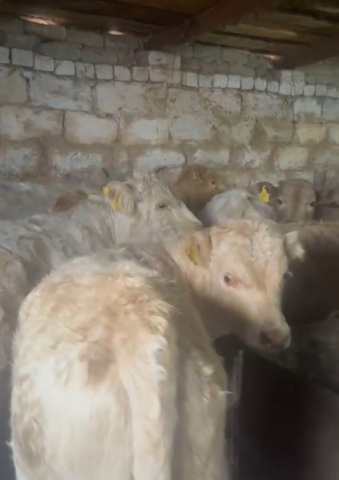 Продам аулиекольских бычков