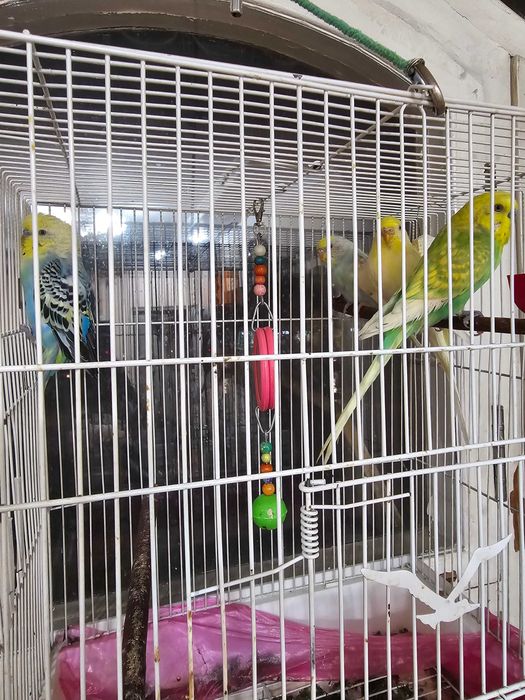 Продаются волнистые попугаи