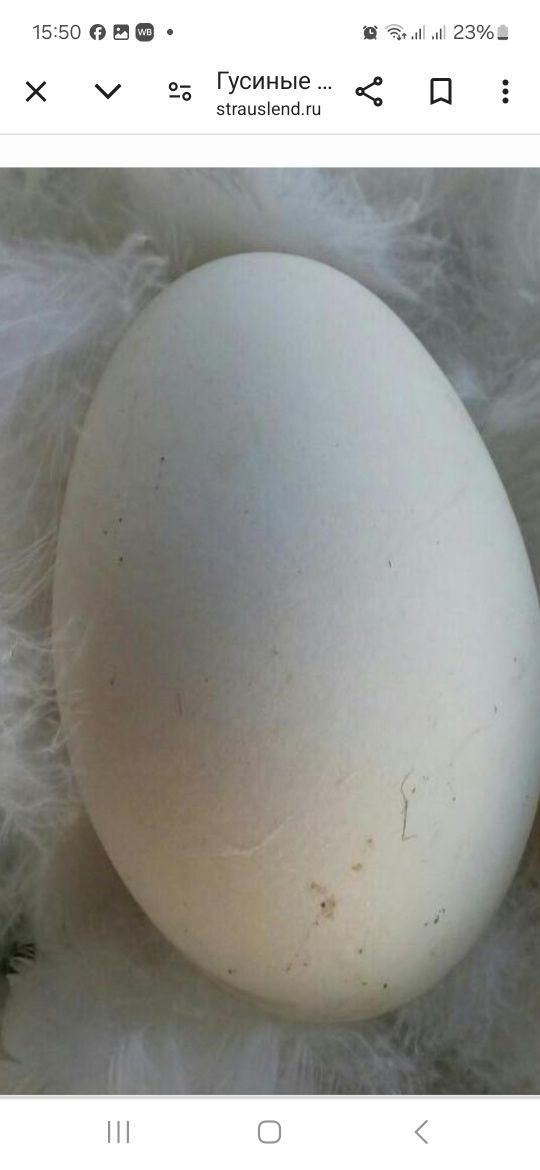 Гусиные инкубационные яйца