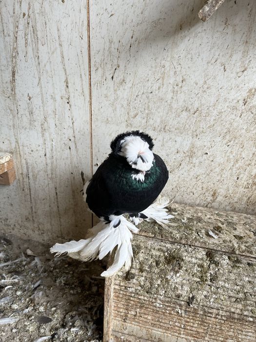 Porumbei deisponibili