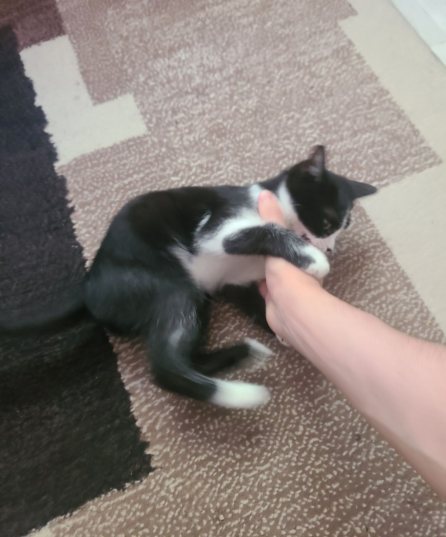 Котёнок бесплатно!