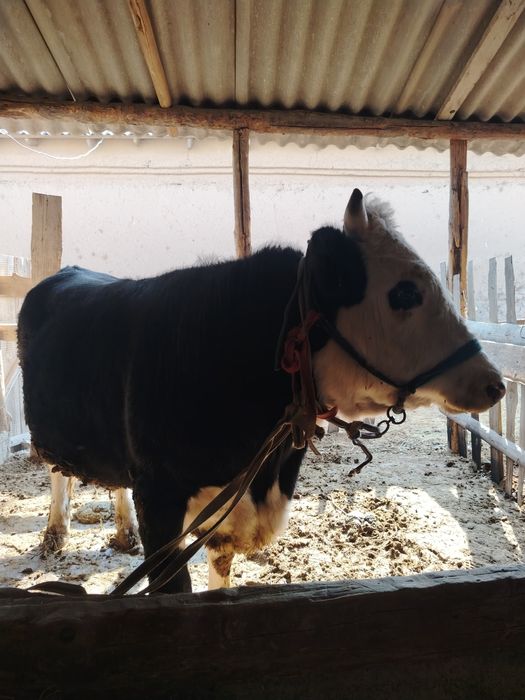 Семіз бұқа сатылады.