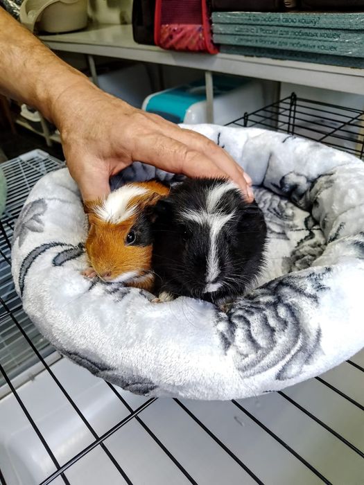 Продаются морские свинки