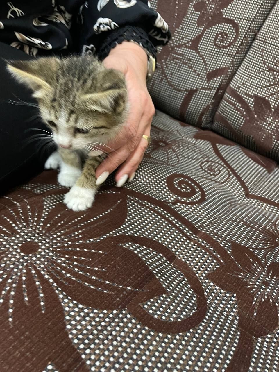 Отдам котёнка в хорошие,добрые руки
