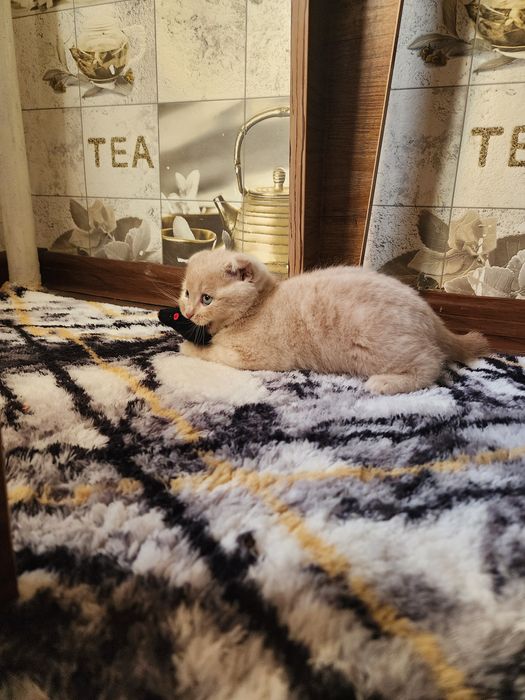 Продаёться котёнок