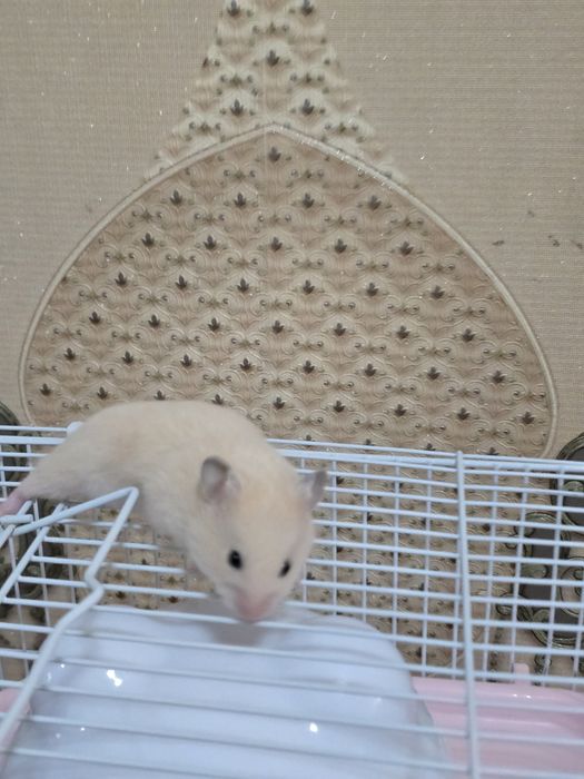 Отдам в добрые руки