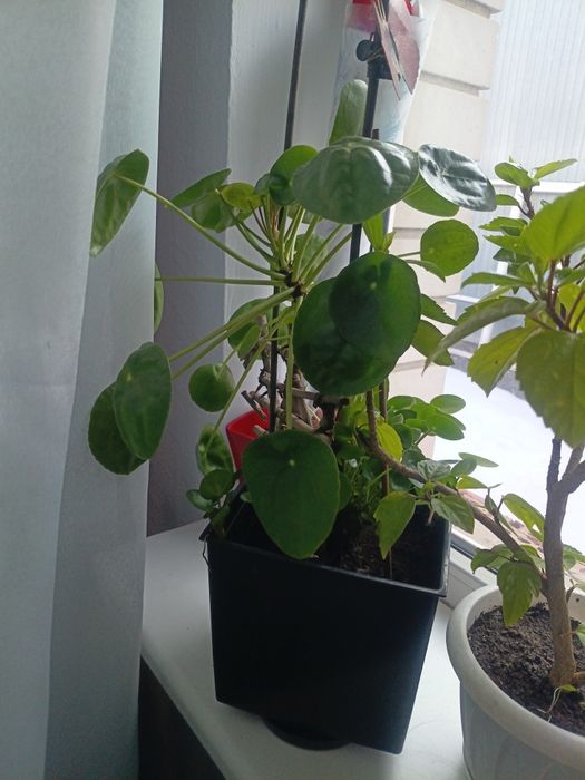 Продам комнатные растения