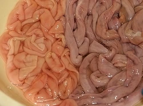 Шек (кишка) конина