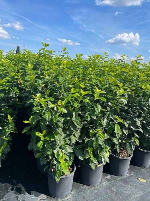 Prunus laurocerasus de calitate extra avem mai multe dimensiuni