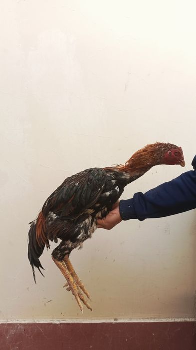 Sotiladi optomga donagayam