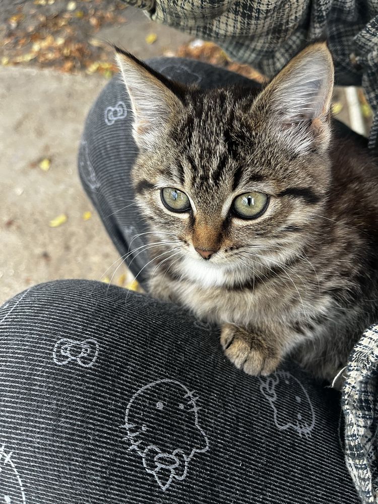 котята ищут себе любящих хозяив