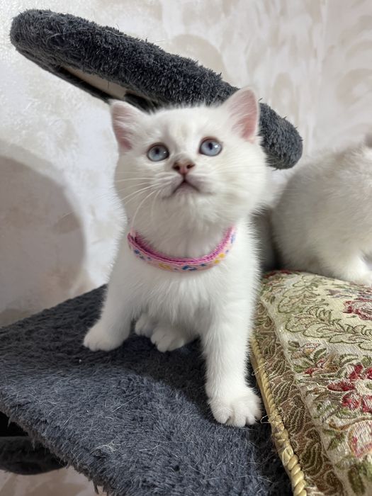 British shorthair shadedpoint