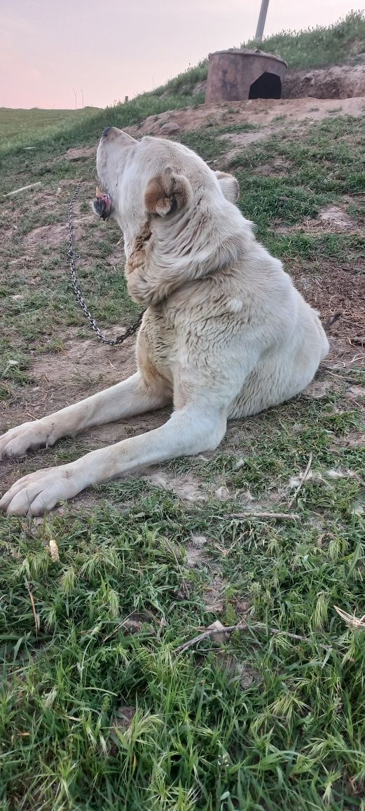 Turkman alabay sotiladi,erkak 4 yosh