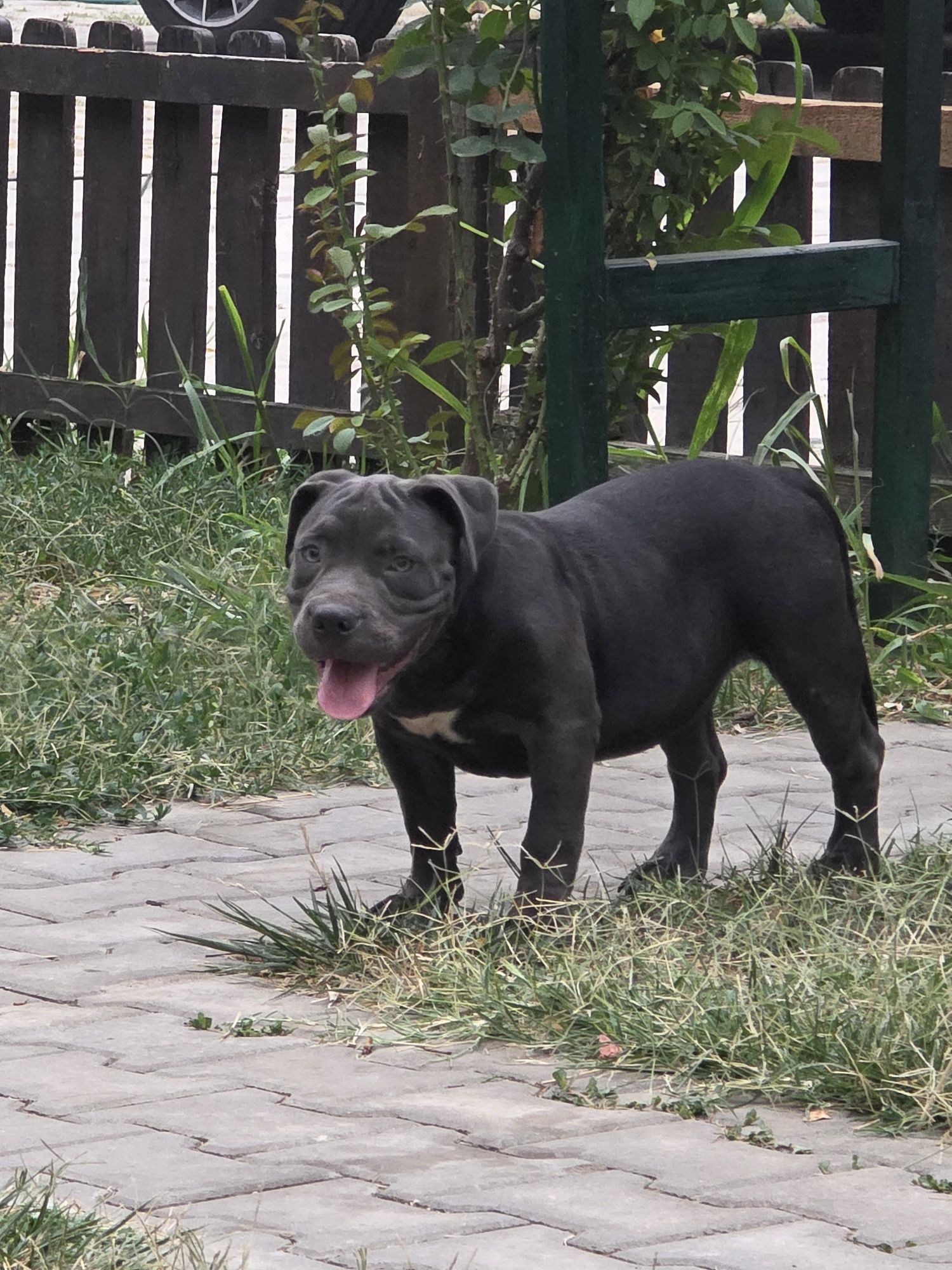 American Bully Pocket