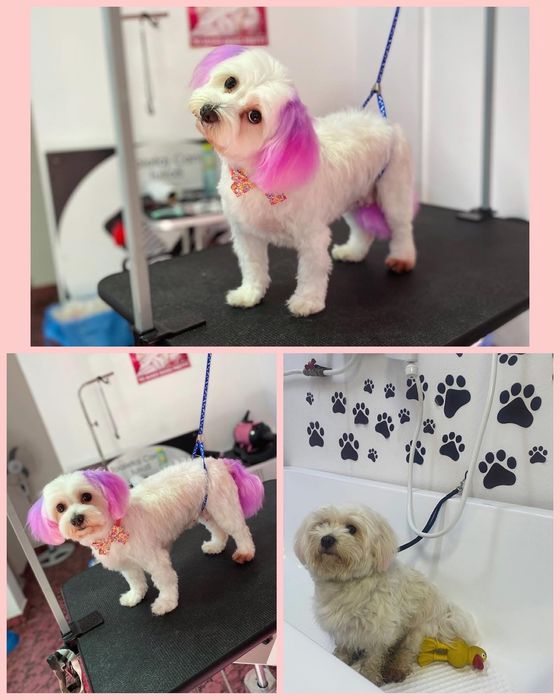 Toaletaj Canin IuliaS