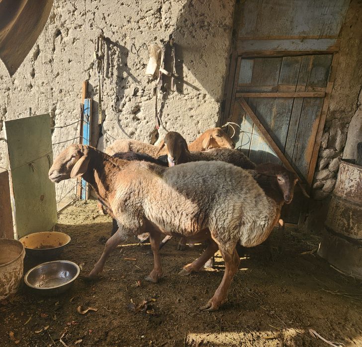 2 dona qo'chqor sotiladi