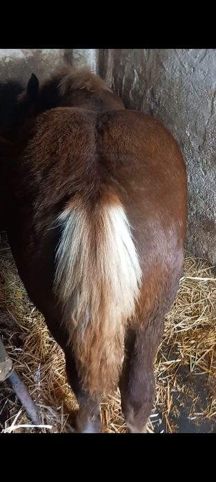 De vânzare mânz de 7 luni.