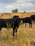 Vitele aberdeen angus