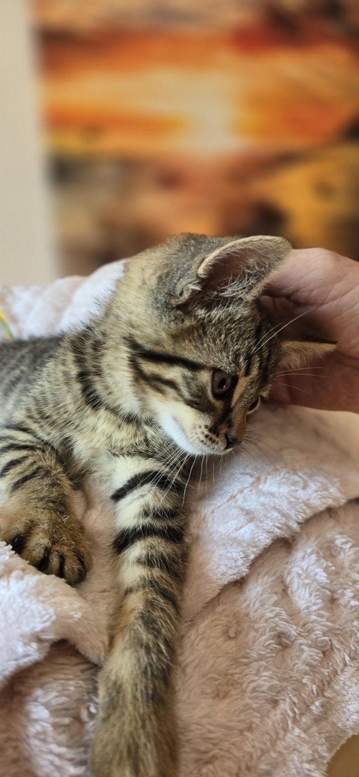 Кроткото котараче Боно на 2 м търси дом