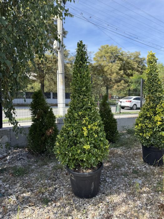 Vând plante ornamentale, calitate extra