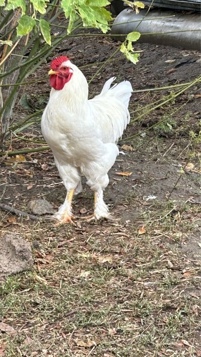 Курицы ,петухи разной пароды