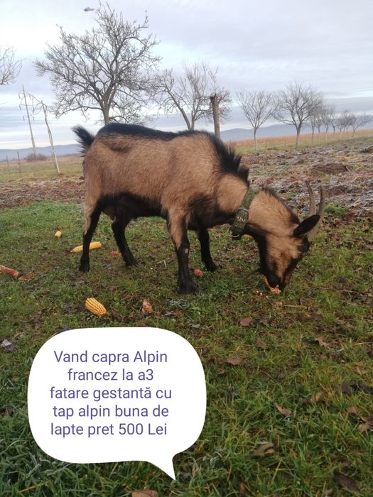 Vand 7 capre si un țap