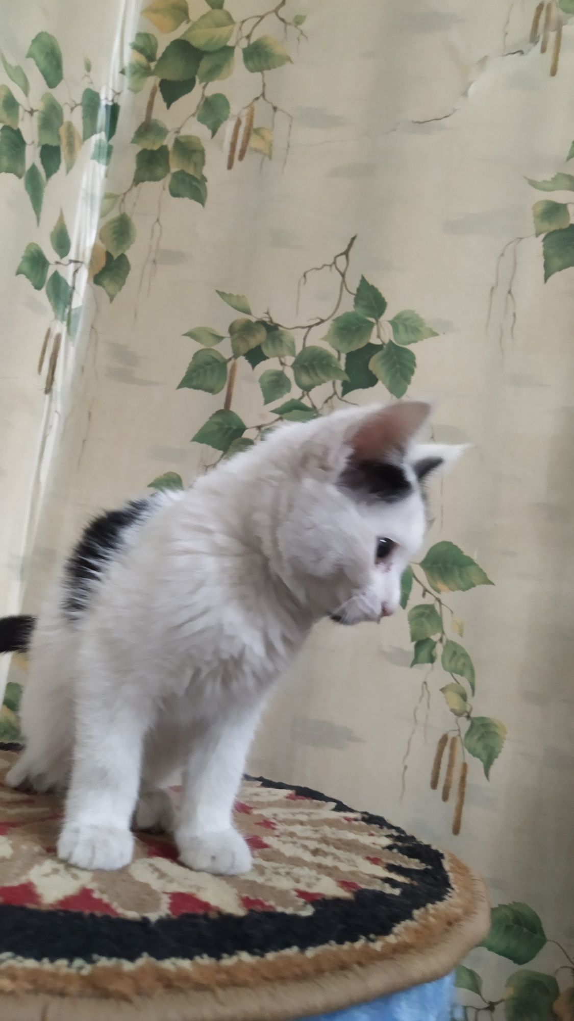 Игривая красивая котенок
