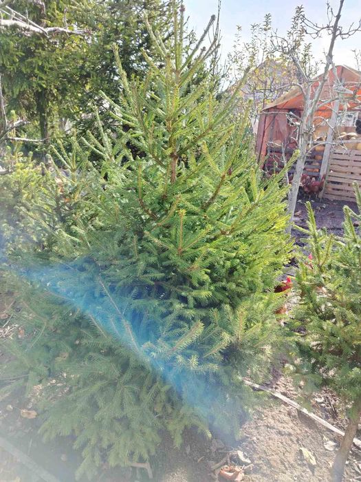 Коледни елхи от 1м до 2м