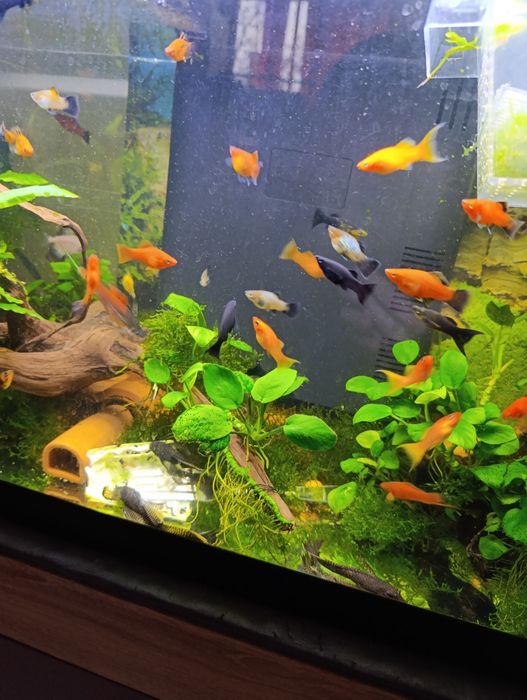 Accesorii,, ornamente pești ancistrus,xipho