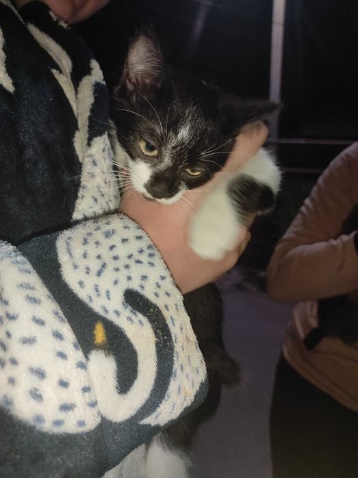 Отдам котят в хорошие руки