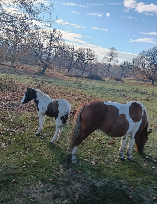 Poneiță cu mânz de vanzare