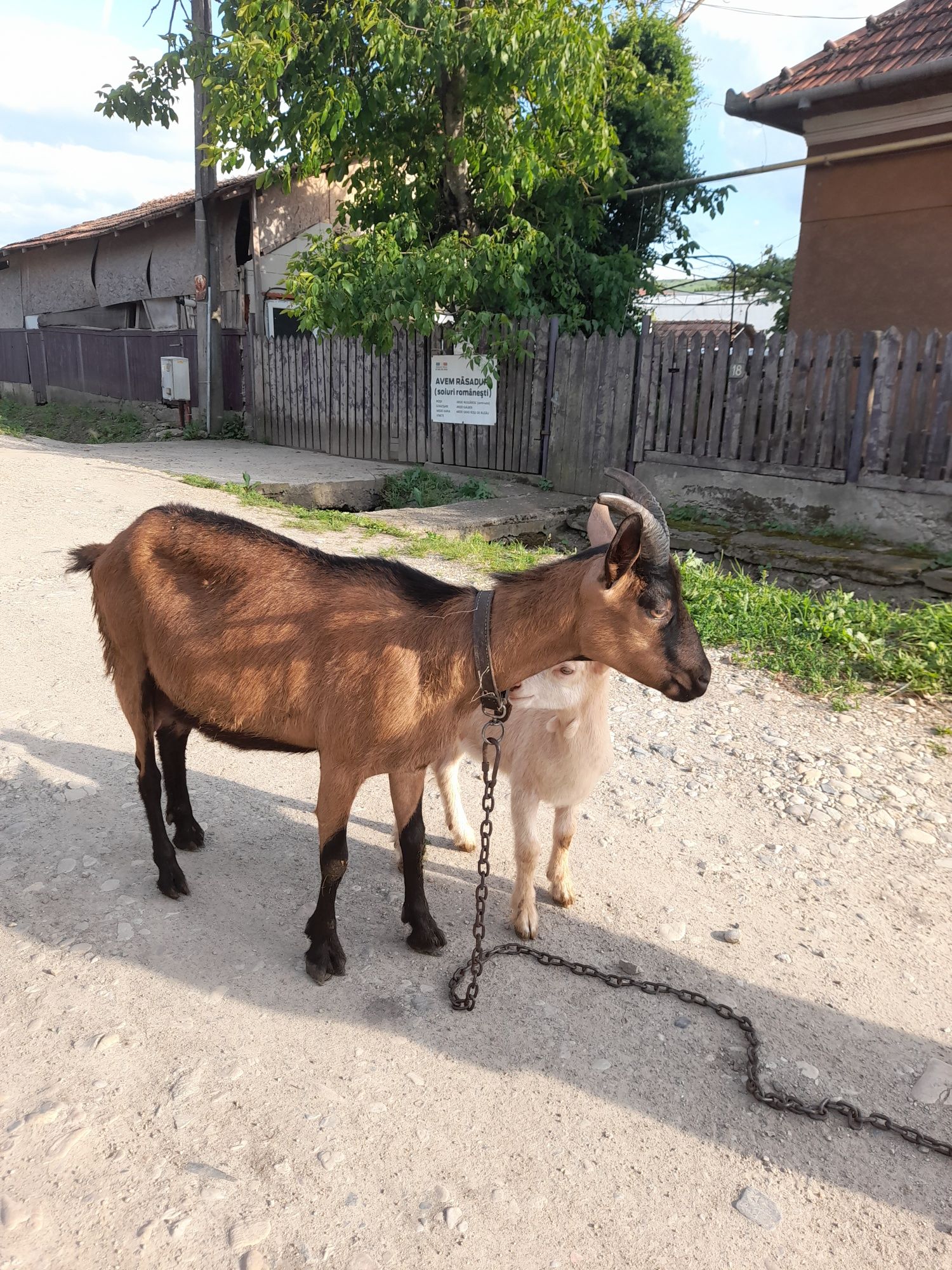 Vând capra alpin  francez
